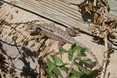 Sceloporus occidentalis becki