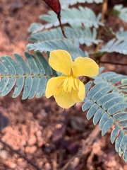 Chamaecrista biensis