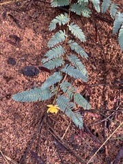 Chamaecrista biensis