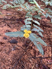 Chamaecrista biensis