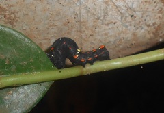 Gonodonta fulvangula