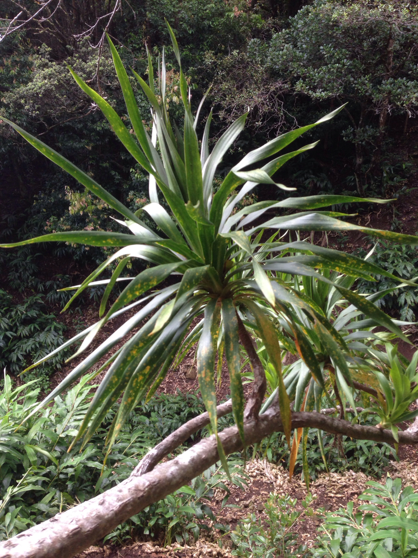 Dracaena fernaldii