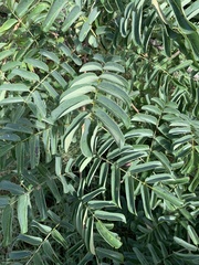 Xeroderris stuhlmannii