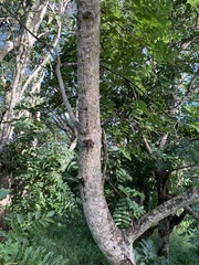 Xeroderris stuhlmannii