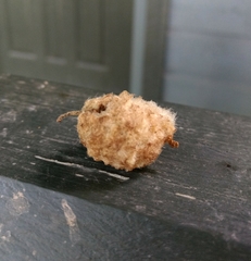 Callirhytis quercusoperator