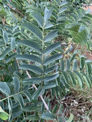 Xeroderris stuhlmannii