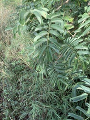 Xeroderris stuhlmannii