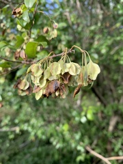 Pteleopsis myrtifolia