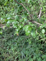 Pteleopsis myrtifolia