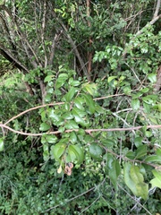 Pteleopsis myrtifolia