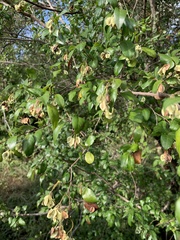 Pteleopsis myrtifolia