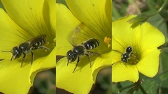 Osmia notata