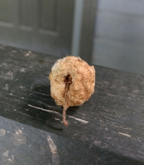 Callirhytis quercusoperator