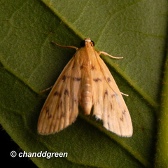 Tabidia obvia