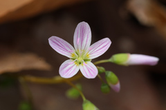 Claytonia virginica