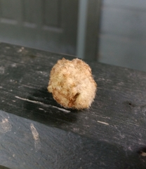 Callirhytis quercusoperator