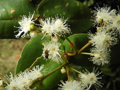 Myrcia subsessilis