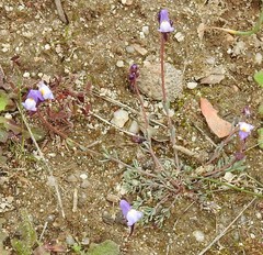Linaria amethystea amethystea