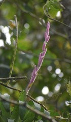 Tillandsia lucida