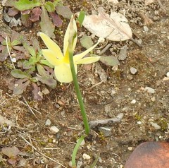Narcissus triandrus pallidulus
