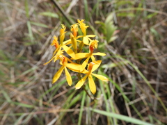 Epidendrum melinanthum