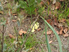 Narcissus triandrus pallidulus