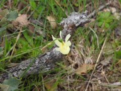 Narcissus triandrus pallidulus
