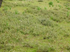 Narcissus triandrus pallidulus