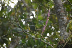 Tillandsia lucida