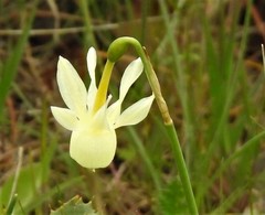 Narcissus triandrus pallidulus