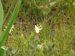 Narcissus triandrus pallidulus