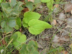Doronicum plantagineum