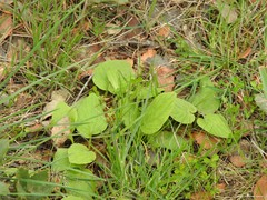 Doronicum plantagineum