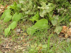 Doronicum plantagineum