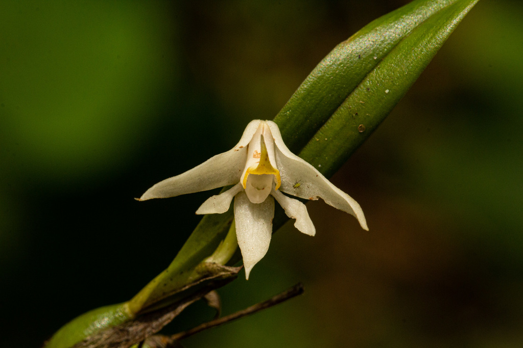 Polystachya fallax