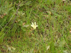 Narcissus triandrus pallidulus