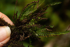 Stenogrammitis oosora