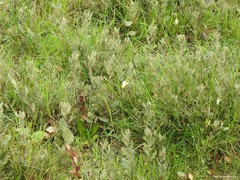 Narcissus triandrus pallidulus