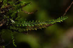 Stenogrammitis oosora