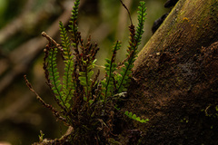 Stenogrammitis oosora
