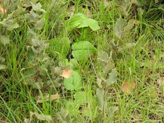 Doronicum plantagineum