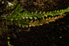 Stenogrammitis oosora