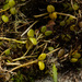 Porpax repens - Photo (c) Bart Wursten, some rights reserved (CC BY-NC), uploaded by Bart Wursten