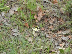Narcissus triandrus pallidulus
