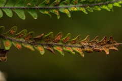 Stenogrammitis oosora