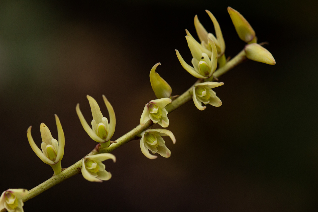 Bulbophyllum josephi