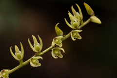 Image of Bulbophyllum josephi