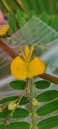 Image of Sesbania sericea by (c) ritirene, some rights reserved (CC BY)