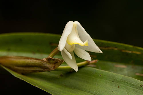 Polystachya virginea image