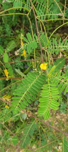 Image of Sesbania sericea by (c) ritirene, some rights reserved (CC BY)